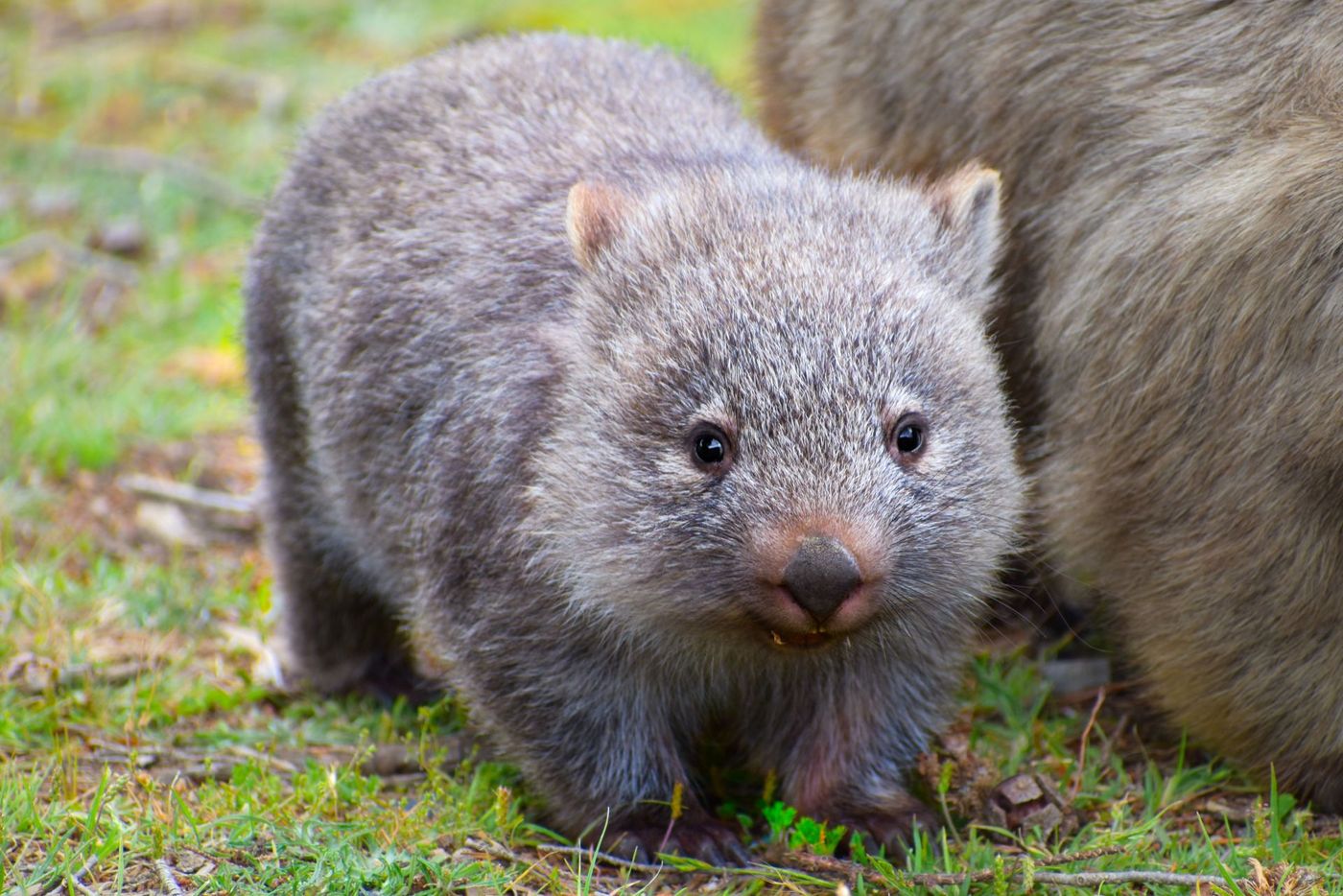 Tasmania-Wombat-Joey