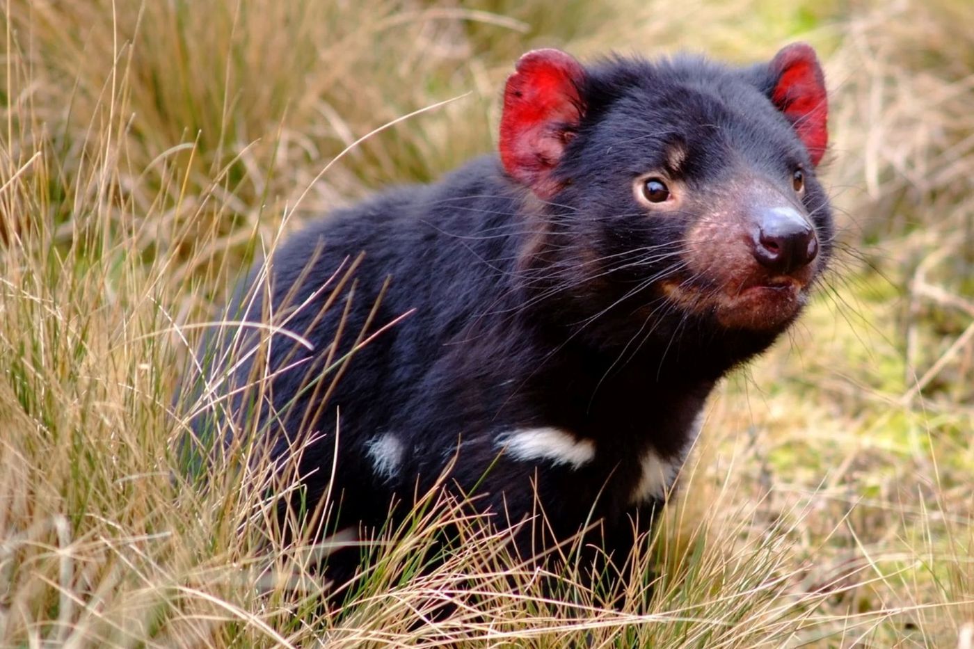 Tasmanian-Devil-in-the-Dirty-Wild