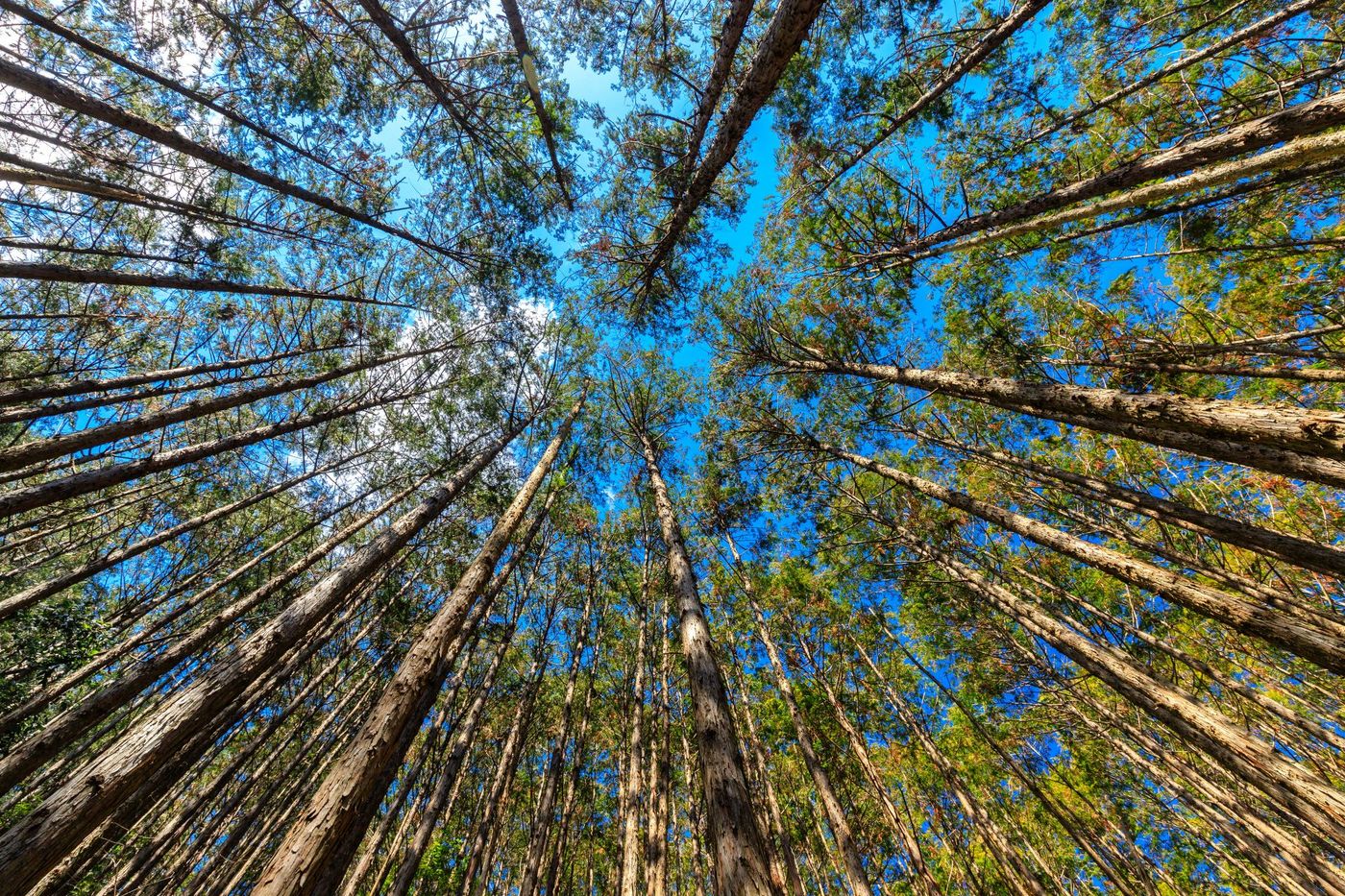 Upward-View-of-Towering-Japanese-Cypress-Forest-in-Kumano