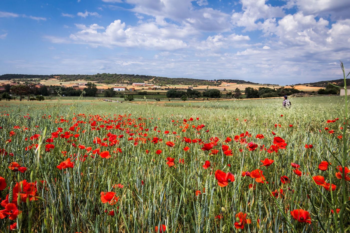 Vibrant-Red-Poppies-in-a-Countryside-Field