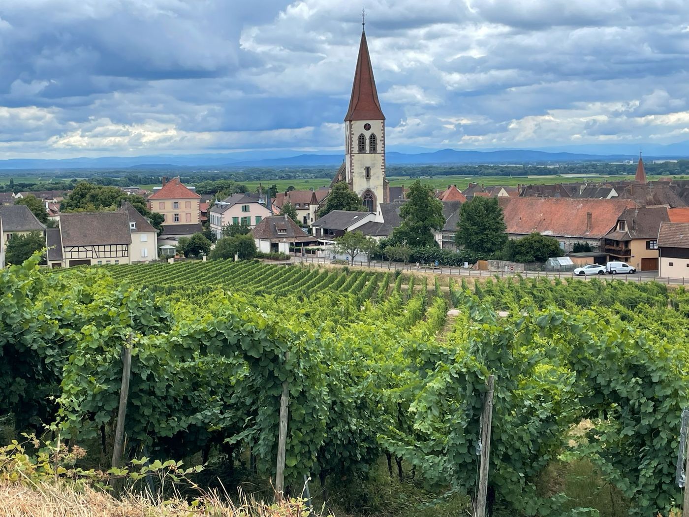 Vineyard at Ribeauvillé Alsace France