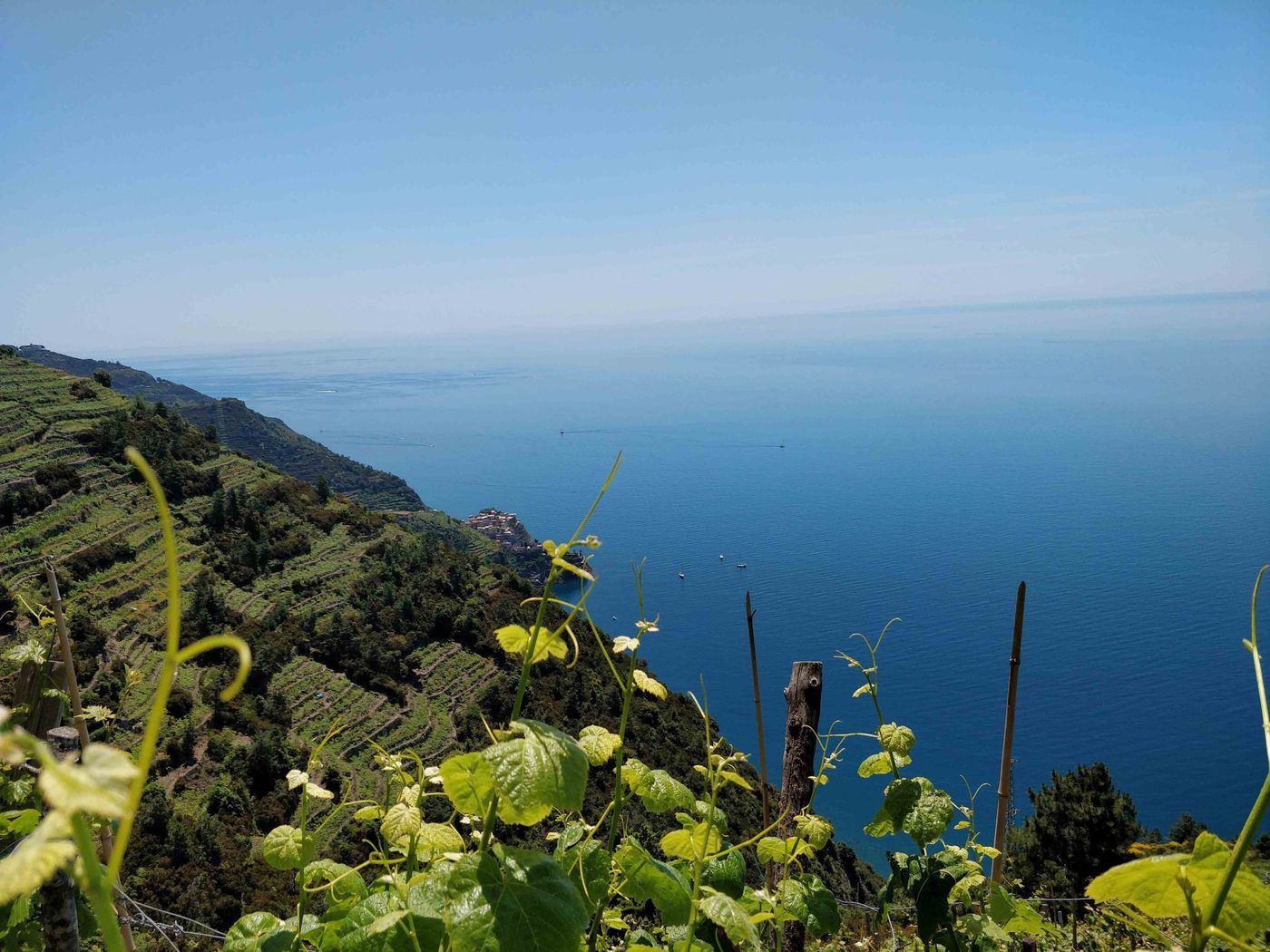 Vineyards Cinque terre