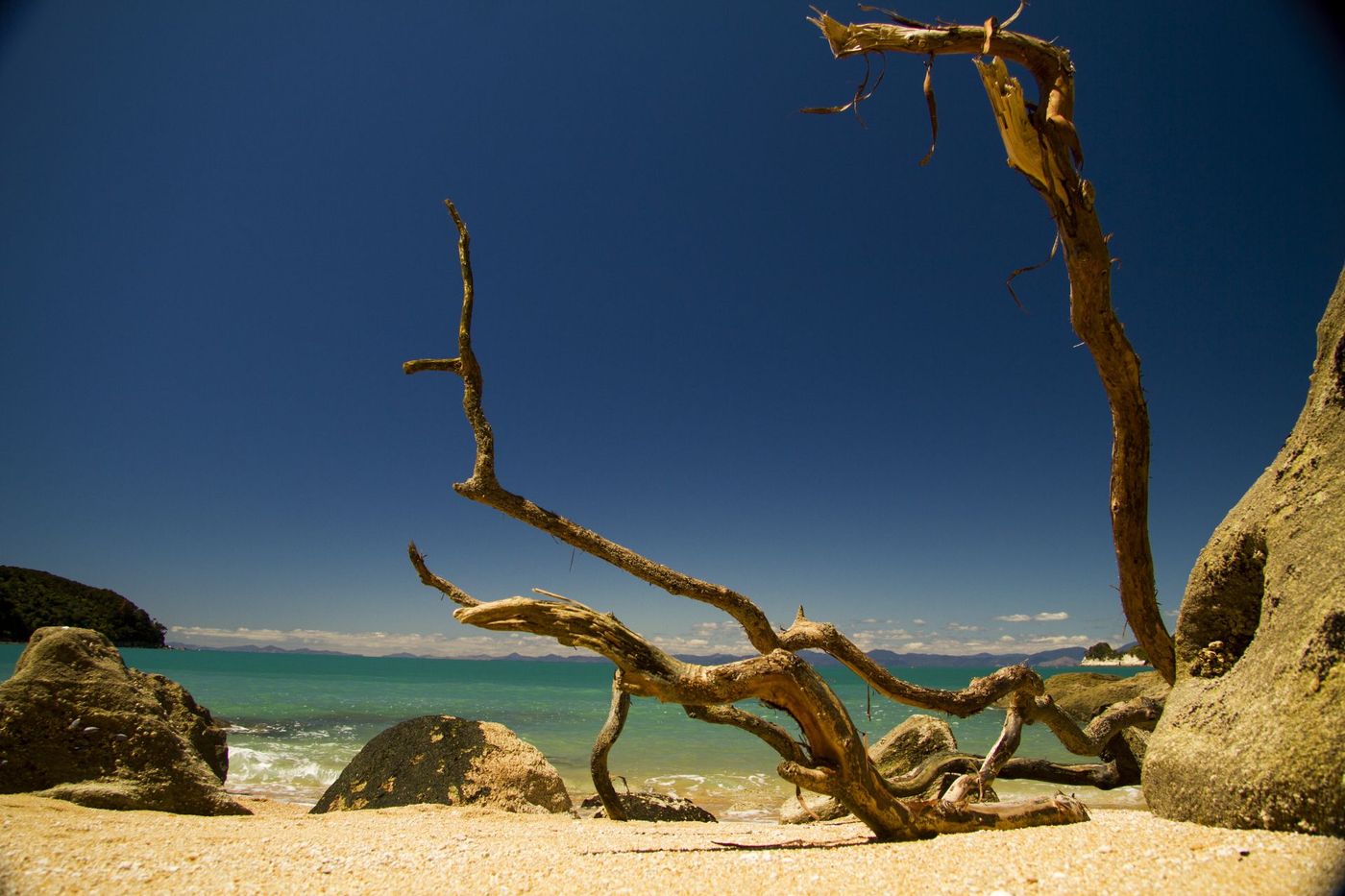 Weathered-Driftwood-Abel-Tasman-National-Park