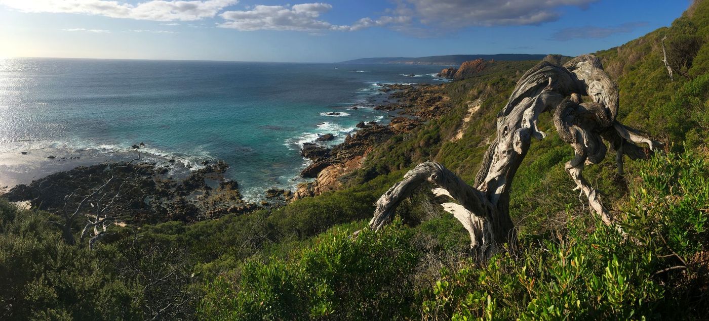 Weathered-Tree-by-the-Coast-at-Canal-Rocks-Cape-to-Cape