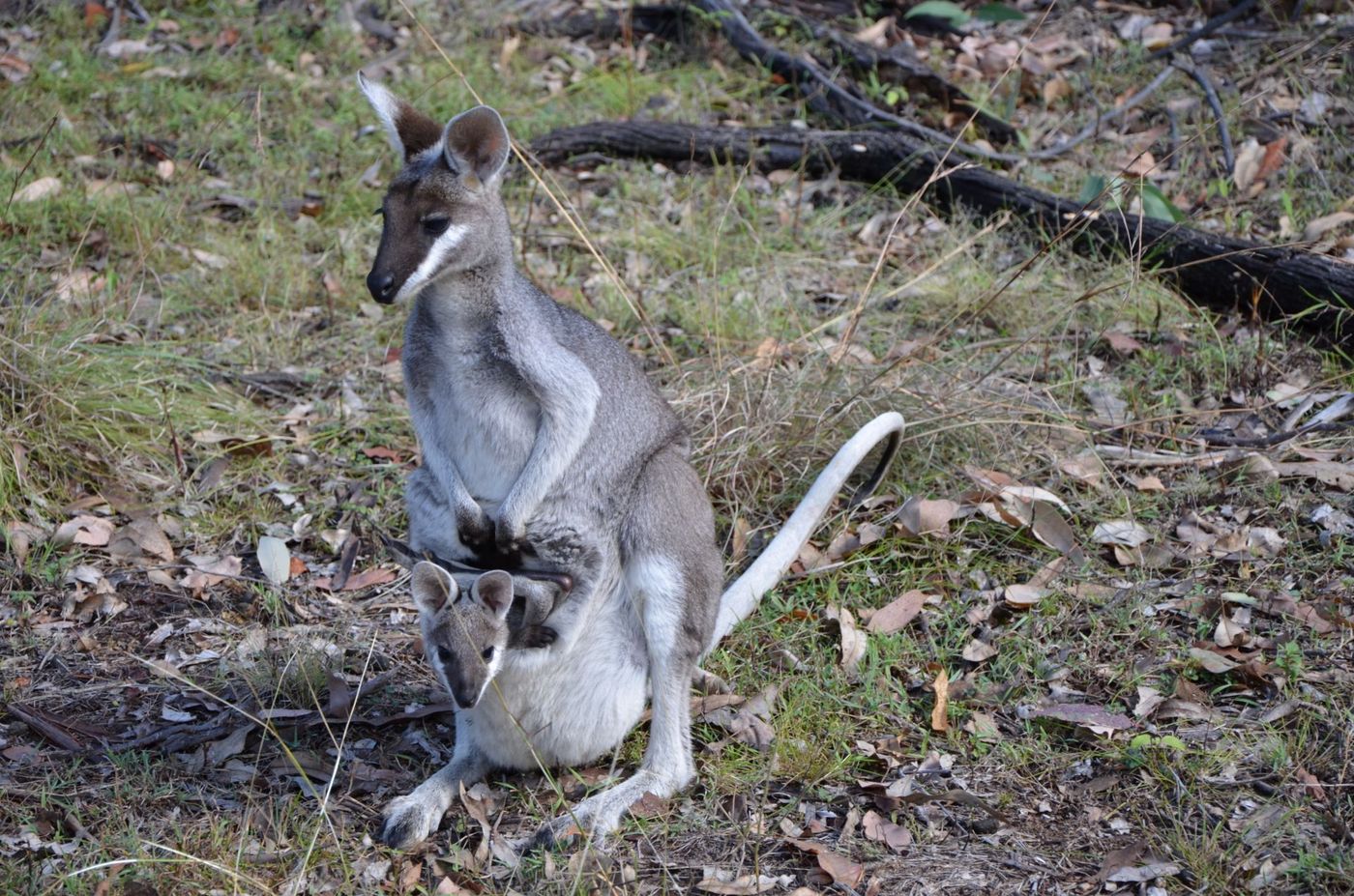 Whip-tailed-Wallaby-with-Joey