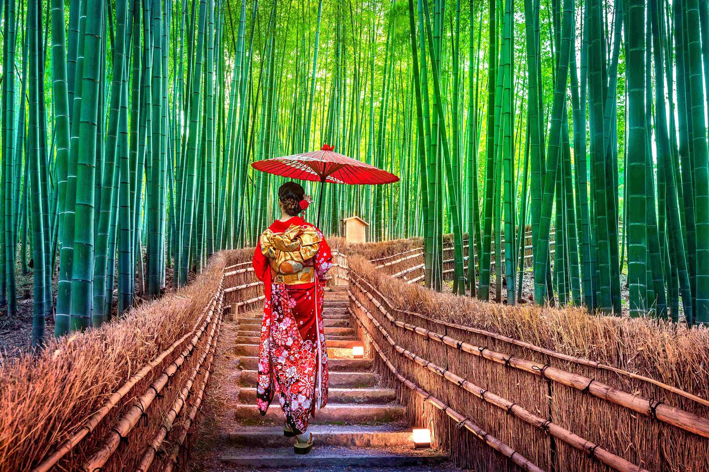 Woman in gown in Bamboo forest