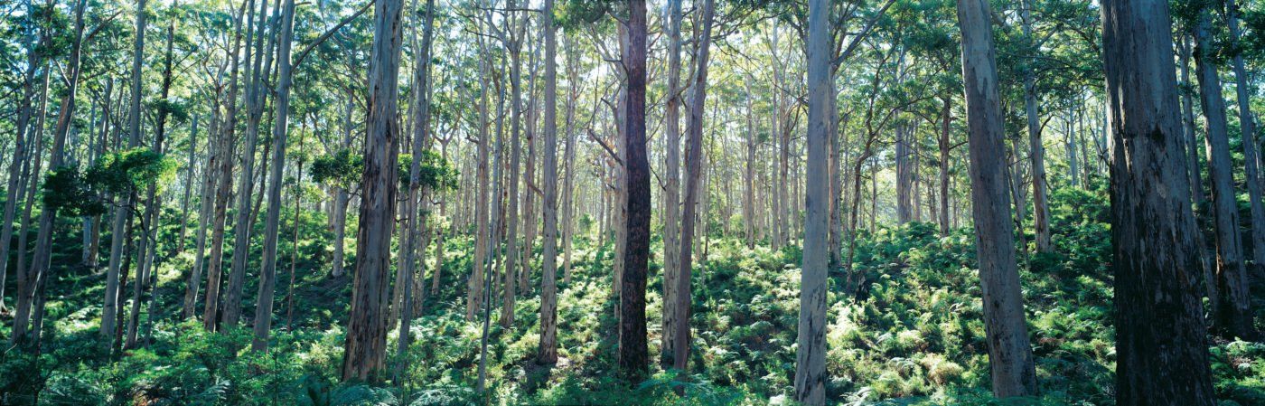An unbiased review of what it’s like walking the Cape to Cape and Bibbulmun Tracks