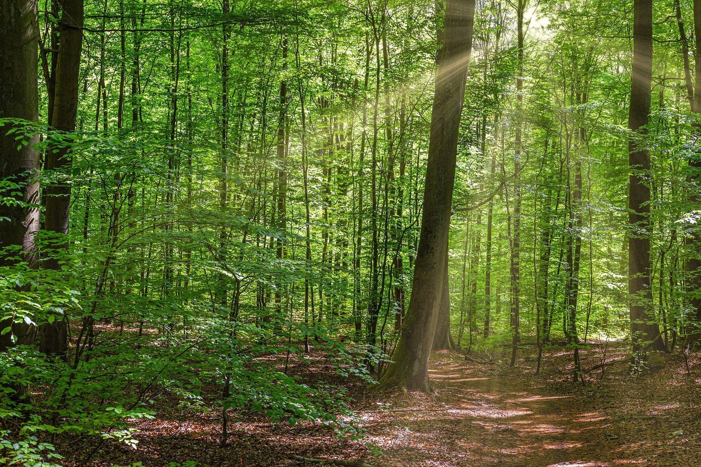 forest-dordogne