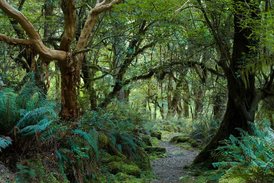 Primeval,Forest,On,Kepler,Track,,Fiordland,,New,Zealand