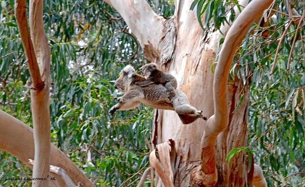 koala and baby mid-flight between trees