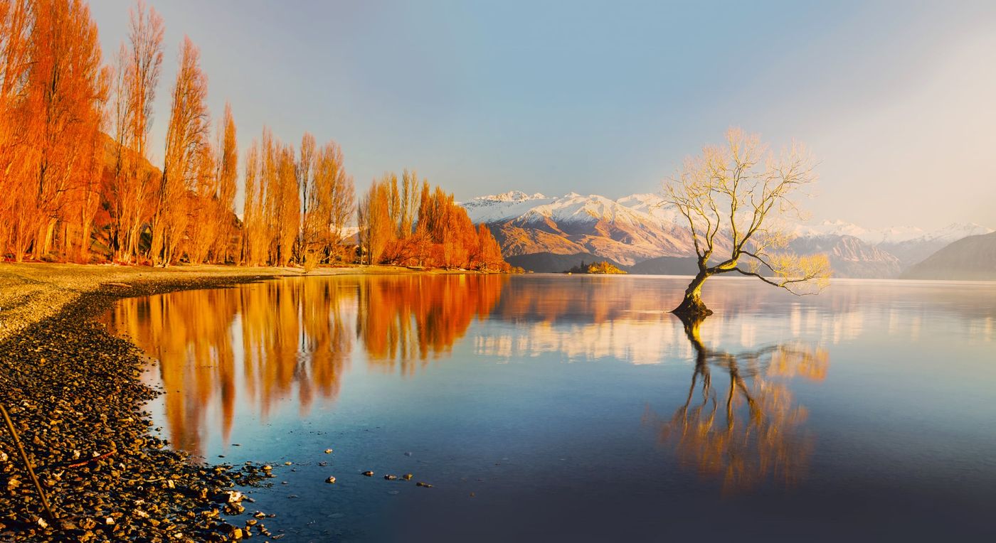 The,Lonely,Tree,Of,Lake,Wanaka,South,Island,New,Zealand