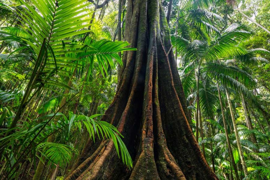 lamington national park walks