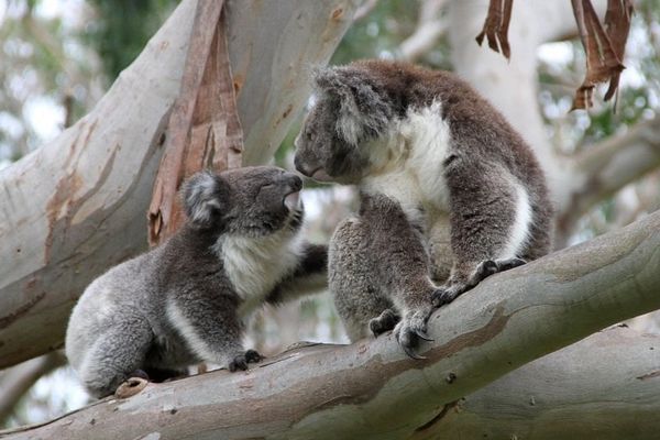 lots-of-wildlife-including Koala