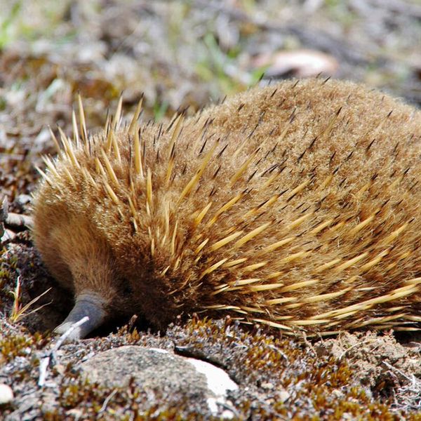 multi day walks tasmania