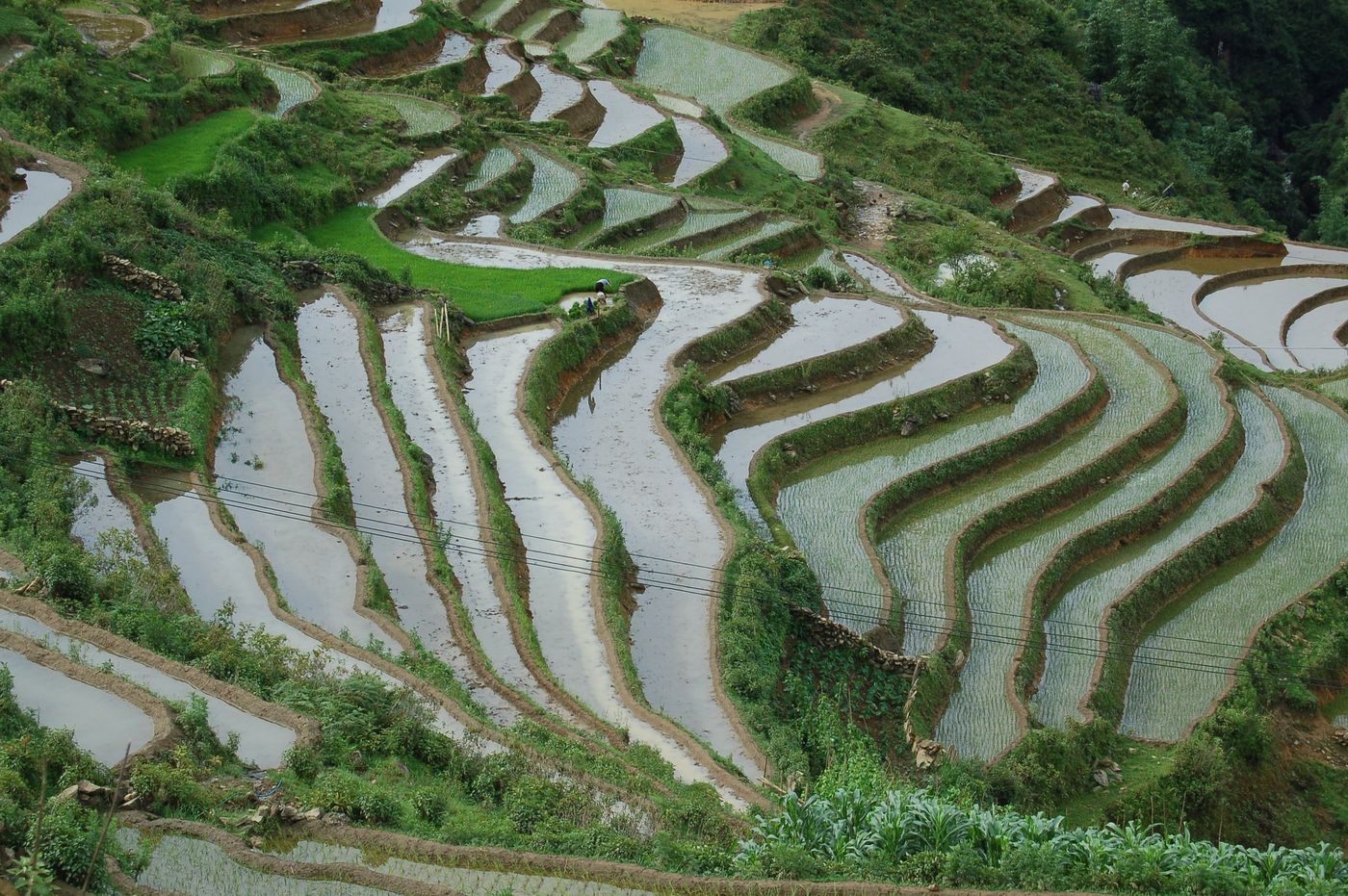 rice paddy vietnam sapa