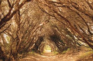 Track through the forest Mornington Peninsula