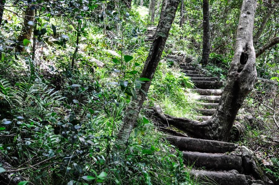 Great walk Golf Coast Hinterland