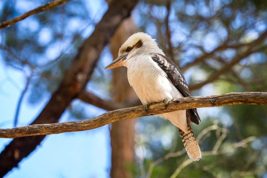 Kookaburra at Grampians
