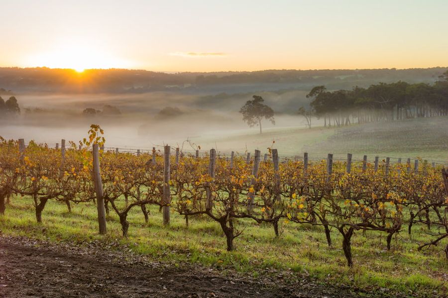 Dawn at a vineyard in the Margaret River region