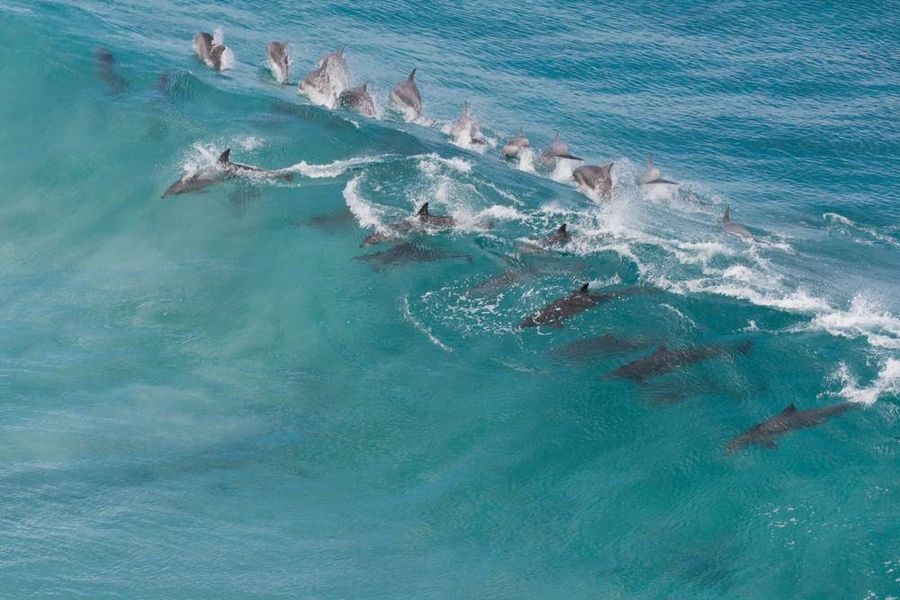 Dolphin on Kangaroo Island Wilderness Track