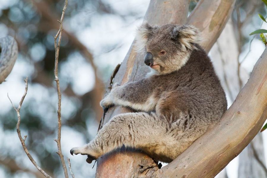 Koala on Great South West walk
