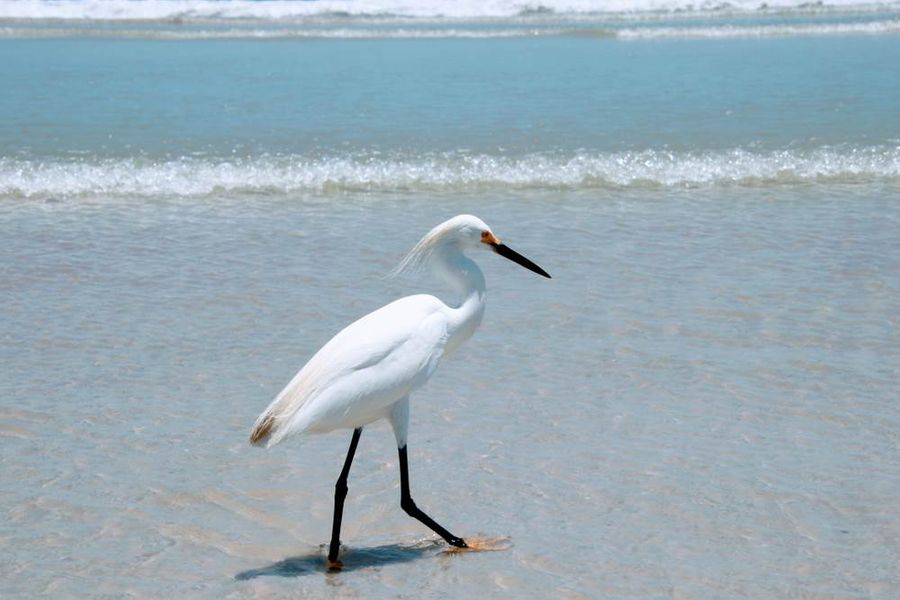 Heron bird