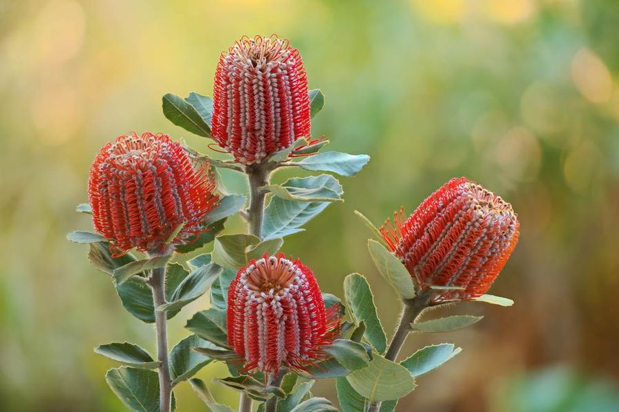Protea Flowers Bibbulmun