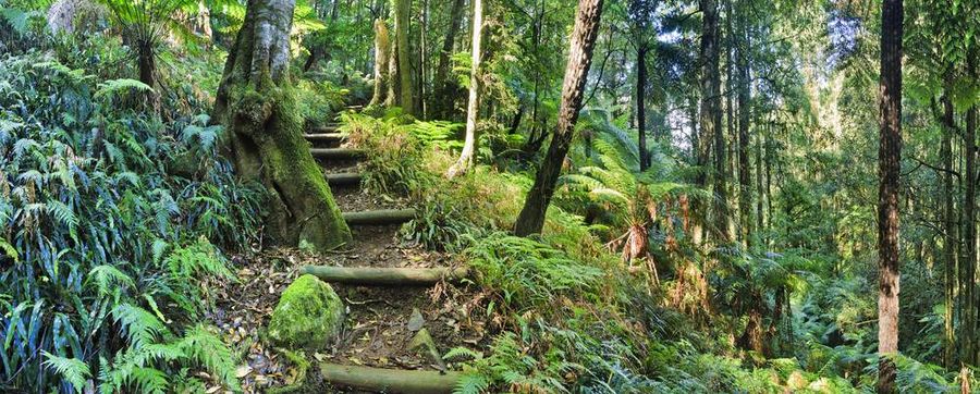 Hiking Blue Mountains tracks