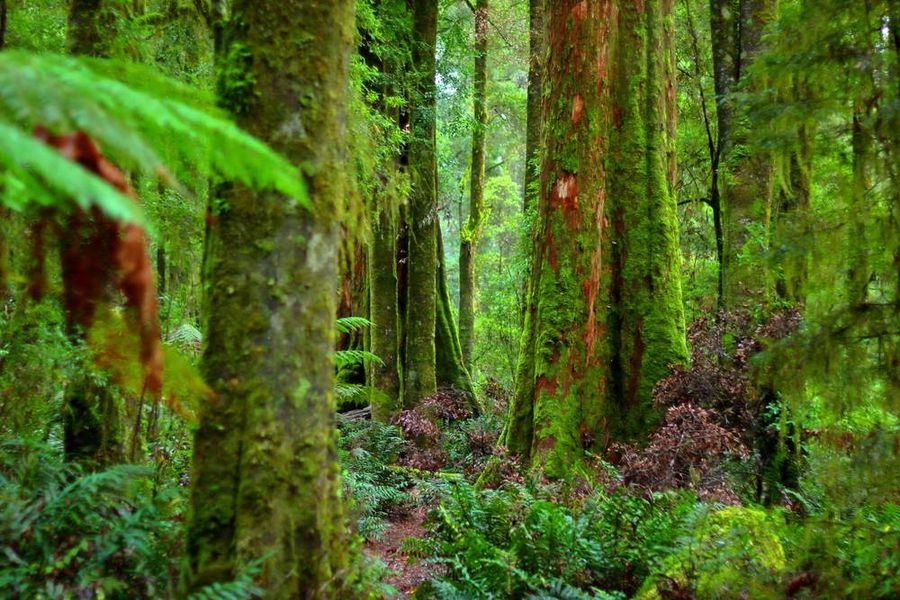 Tarkine Forest hike