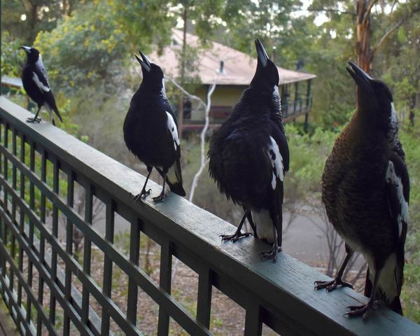 Magpies Bibbulmun Track