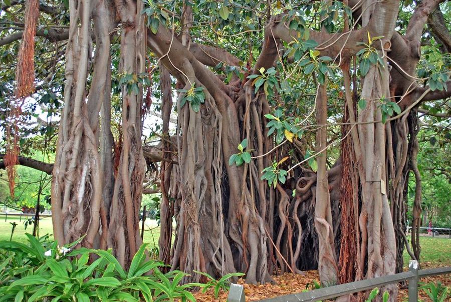 Giant Tree Lord Howe Island