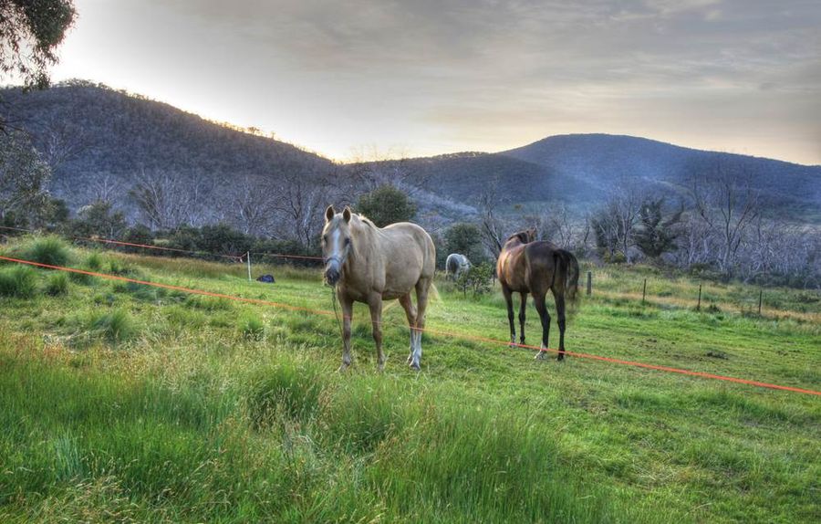 Brumbies Thredbo River Dead Horse Gap Snowy Mountains