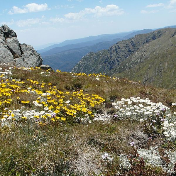 snowy mountains perisher