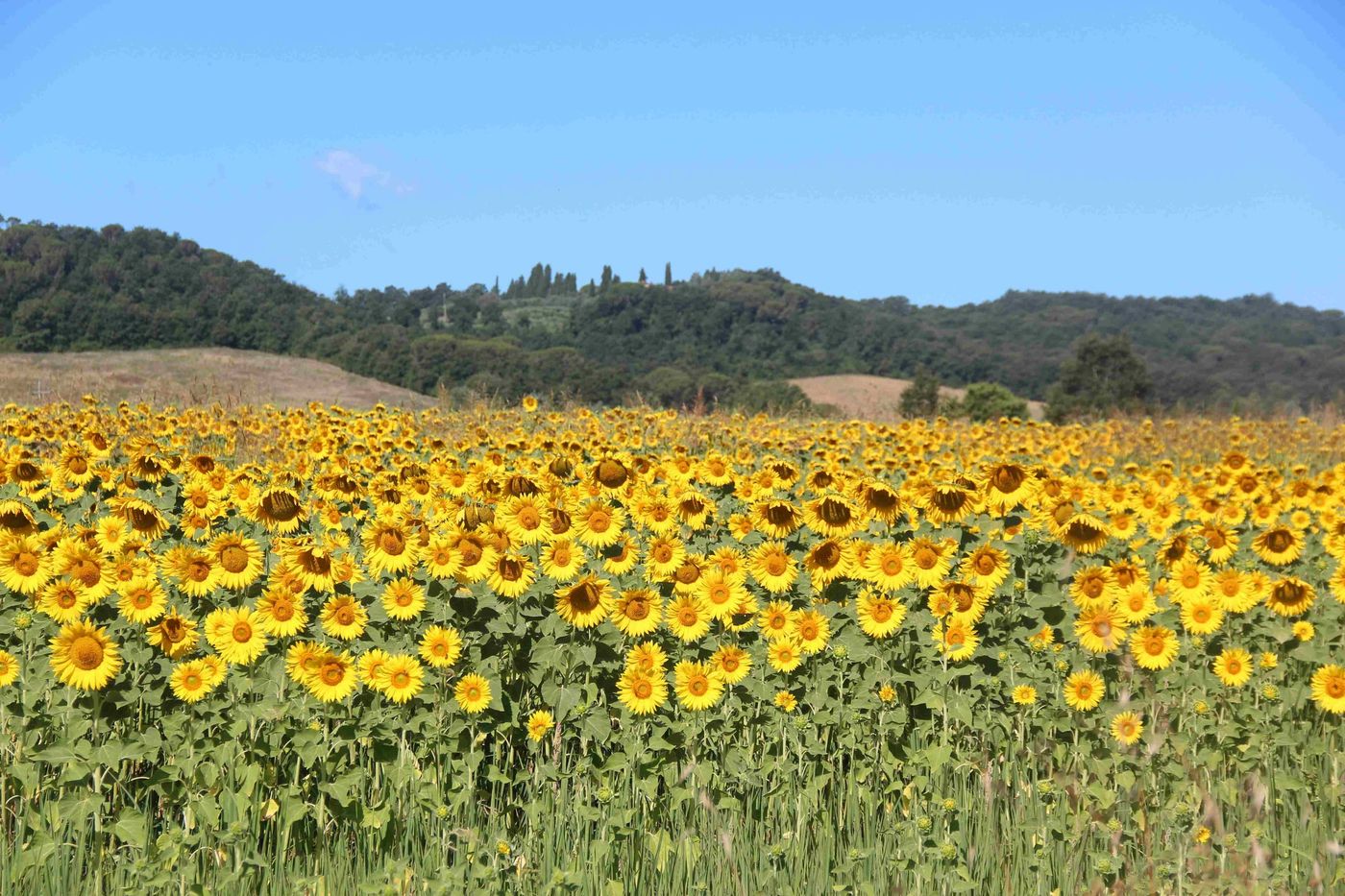 sunflowers via francigena