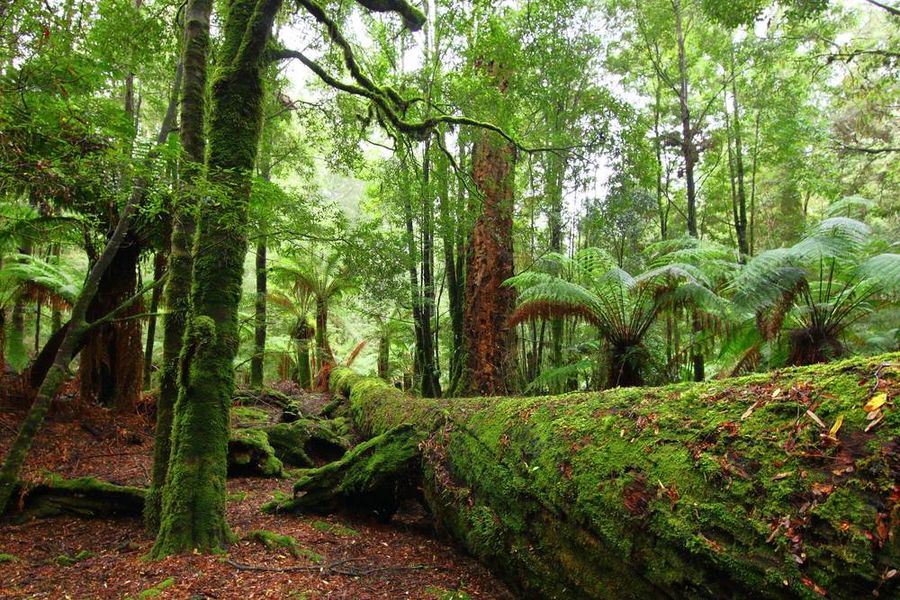 tarkine forest